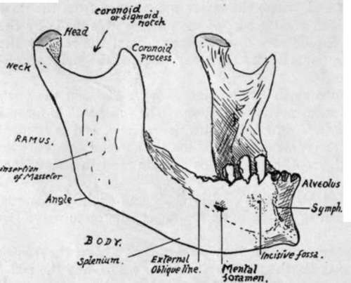 Mandible from the front and right side