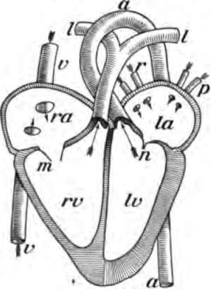 Diagram of the heart with its front half removed.