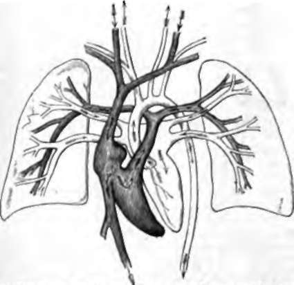 Diagram of Human Heart and Vessels.
